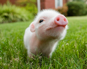 Зниження поголів'я і високий рівень захворюваності свиней: аналітичний огляд ринку свинини України